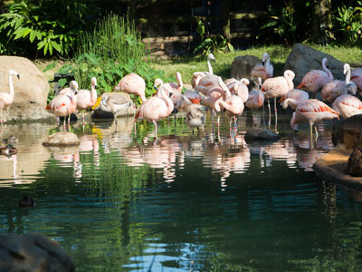 Texas Zoo